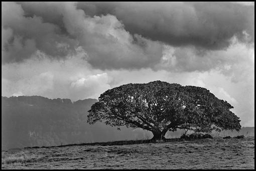 Old Fig Mono Version-oldfigbw.jpg