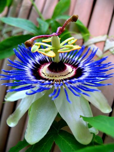 A little bit of Passion-passion-flower1.jpg