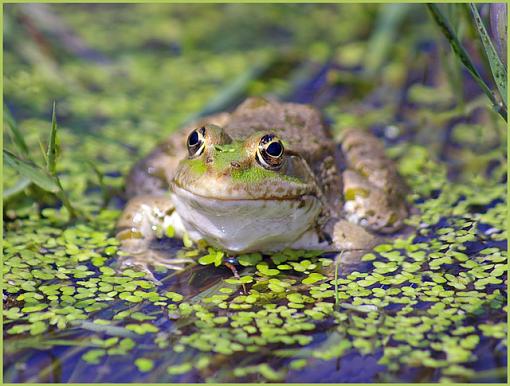 Walking on the Wild Side-frog-small.jpg