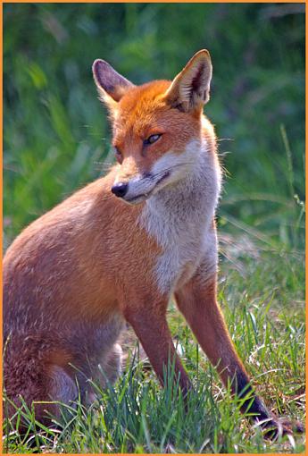 Walking on the Wild Side-fox-small.jpg