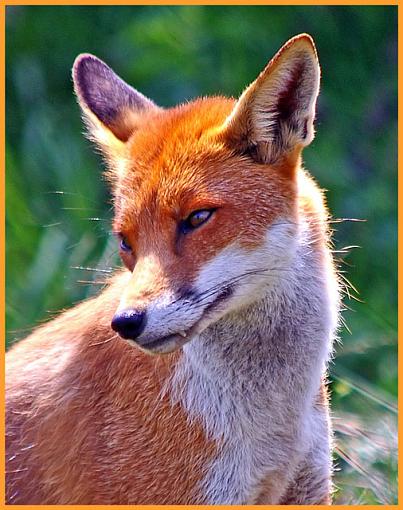 Walking on the Wild Side-foxy-loxy-small.jpg