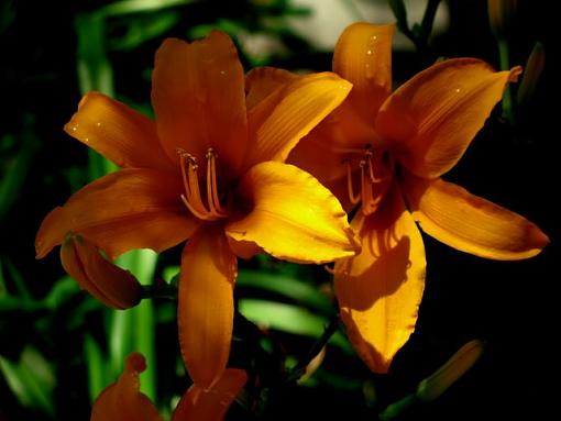 Micro Bee-two-lilies.jpg