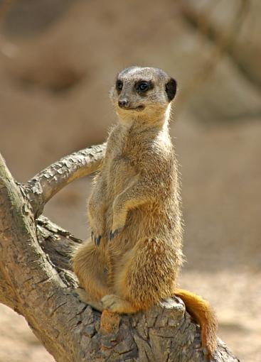 Walking on the Wild Side - some more (opinions sought)-meerkat-01-tiny.jpg