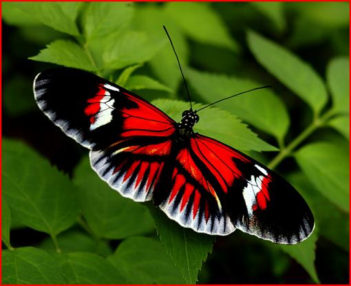 Walking on the Wild Side - some more (opinions sought)-butterfly-small.jpg