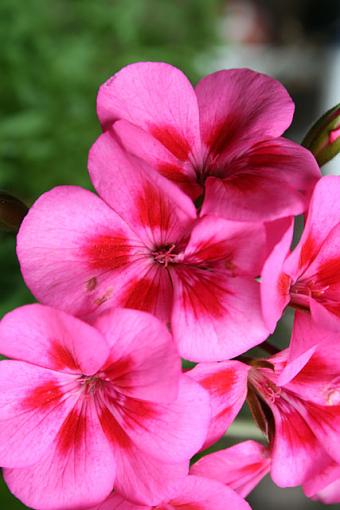 Natural Light and Manual Focus-geraniums.jpg