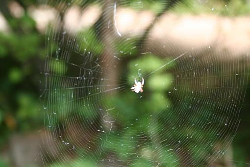 Spider web...-web.jpg