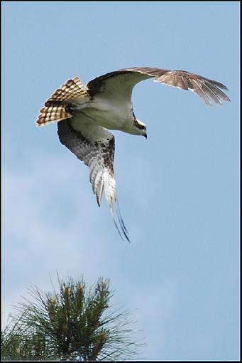 Osprey in Flight-osprey_3.jpg