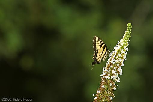 Butterfly Part I (of two)-peaceful-butterfly.jpg