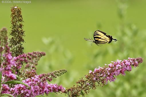 Butterfly Part II (of two)-butterfly-take-flight-1.jpg