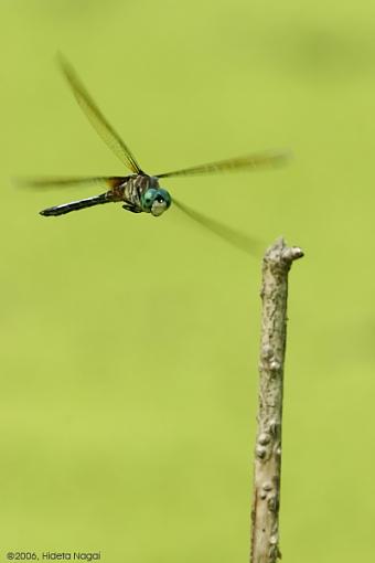 In Want of a Perch-dragonfly-fly-1.jpg