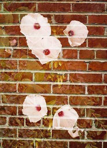 Wall Flower-multiexpose01s.jpg