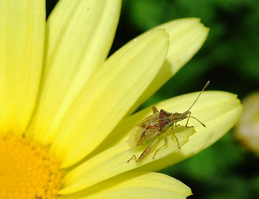 Latest macro attempt-daisey-bug.jpg