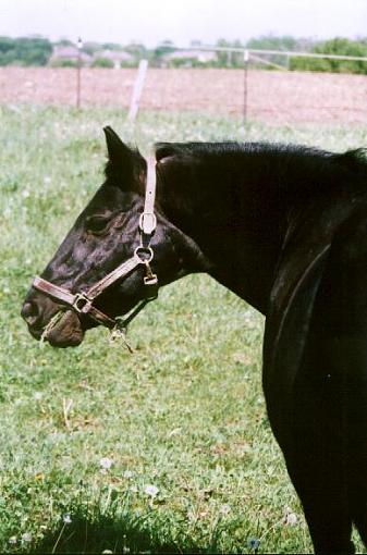 Horse portrait-shadow4.jpg