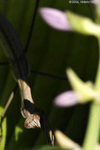 To Be Hunted-mantis-1-critique-version-2.jpg