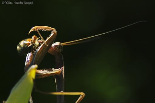 Power Lunch-mantis-new-1.jpg