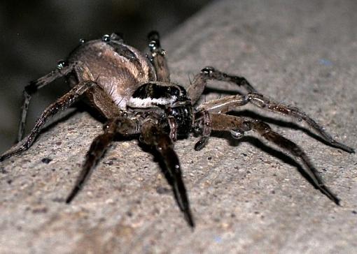 Night Time Visitor-spider-eyes.jpg