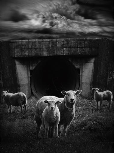 sheep-sauer-ny-3.jpg