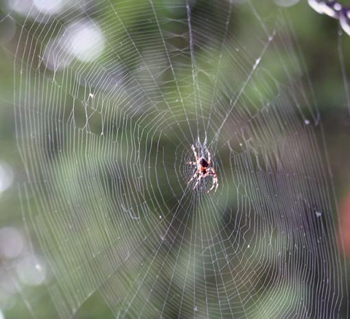 What a tangled web we weave...-itsybitsy.jpg