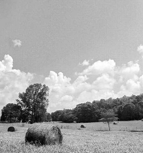 North Georgia Hayfield Black and White-hayfield02b-ws.jpg