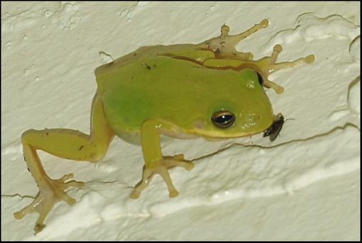 Bottom of the Food Chain-green_tree_frog_2.jpg