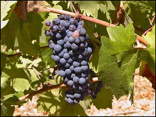 Zinfandel Grapes, Sonoma-grapes-1.jpg