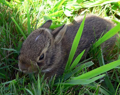 Fur Ball-bunnie1.jpg