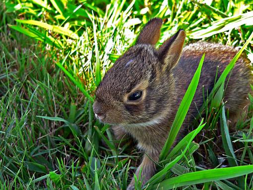 Fur Ball-bunnie3.jpg