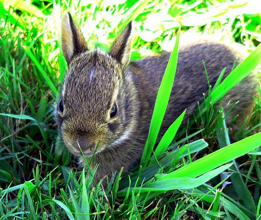 Fur Ball-bunnie4.jpg