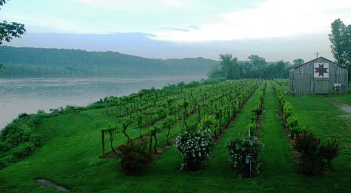 Vineyard by the River-vineyard-river-2.jpg