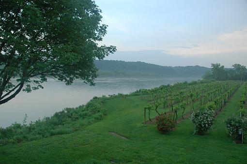 Vineyard by the River-vineyard-river.jpg