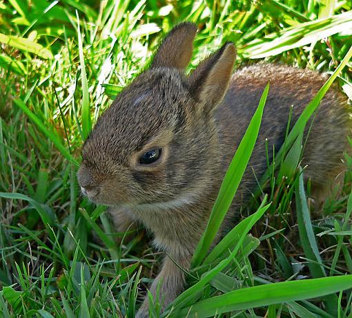 Fur Ball-bunnie5.jpg