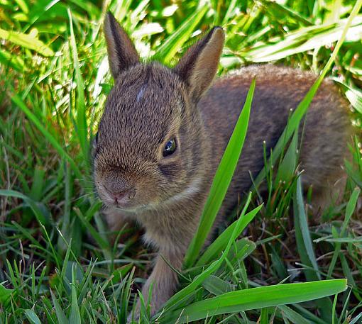 Fur Ball-bunnie6.jpg