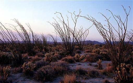 Desert Brush-brush1_640.jpg