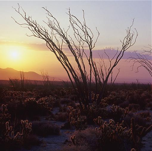 Desert Sunrise-sunrise1_1.jpg