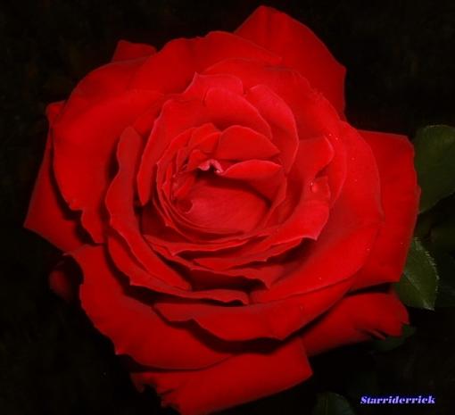 HOME MADE Flash diffuser-small-red-rose.jpg