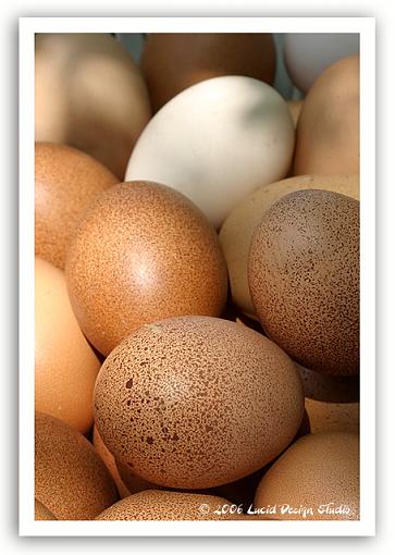 All her eggs in one basket...-eggs.jpg