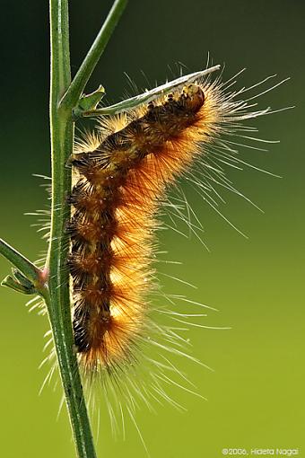 Quite the hairy fellow-wooly-worm-crw_7674.jpg