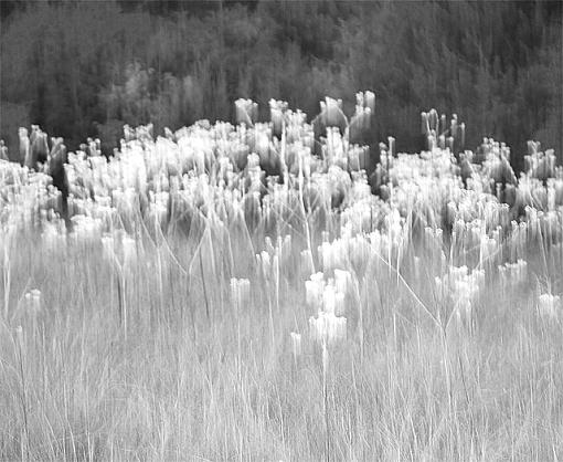 new flowers-flowers_crop_bw.jpg