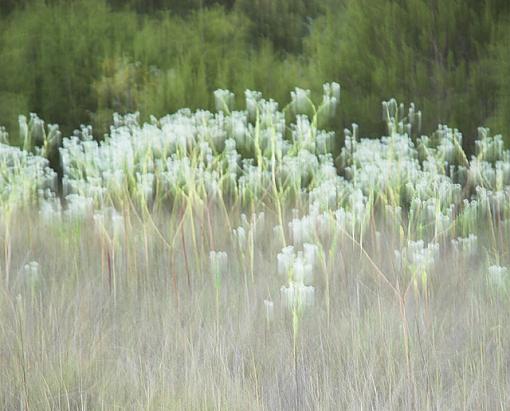 new flowers-flowers_crop_color.jpg