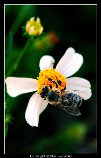 Bee on a flower-copy-gsdfsdsofkf.jpg