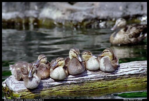 Ducklings on a Log-ducklings0504-141602xweb.jpg