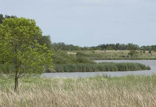 Forest Preserve - Round 2-pj-lakereeds.jpg