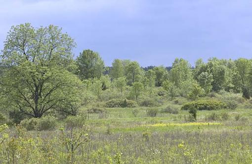 Forest Preserve - Round 2-pj-meadow.jpg