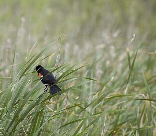 Forest Preserve - Round 2-pj-oriole.jpg