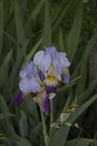 Iris-_dsc2683origpr.jpg