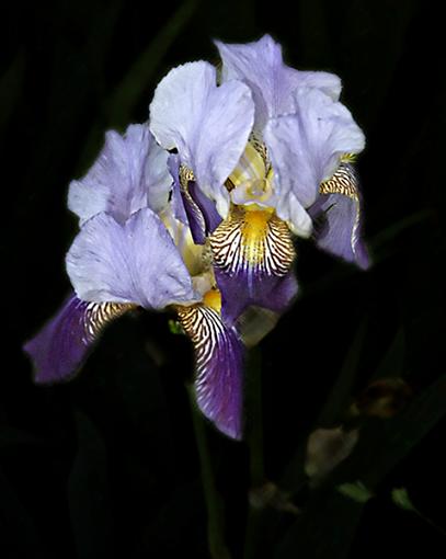 Iris-_dsc2683-copyadjpr.jpg