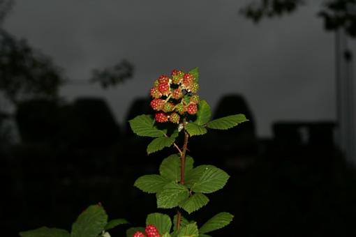 berries and pots-img_0513_1.jpg