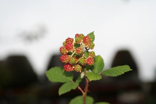 berries and pots-img_0508_1.jpg