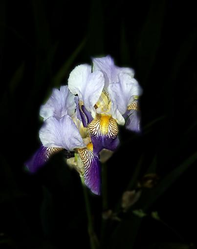 Iris-_dsc2683-copyprd.jpg