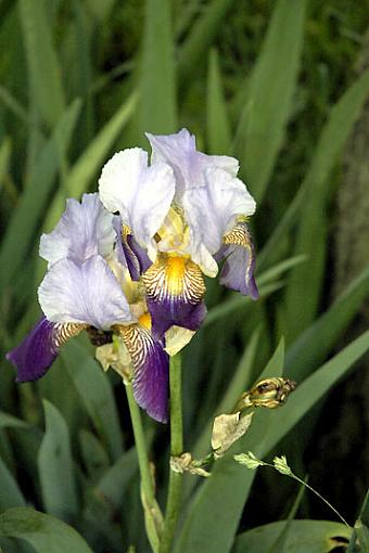 Iris-iris-copy2b.jpg